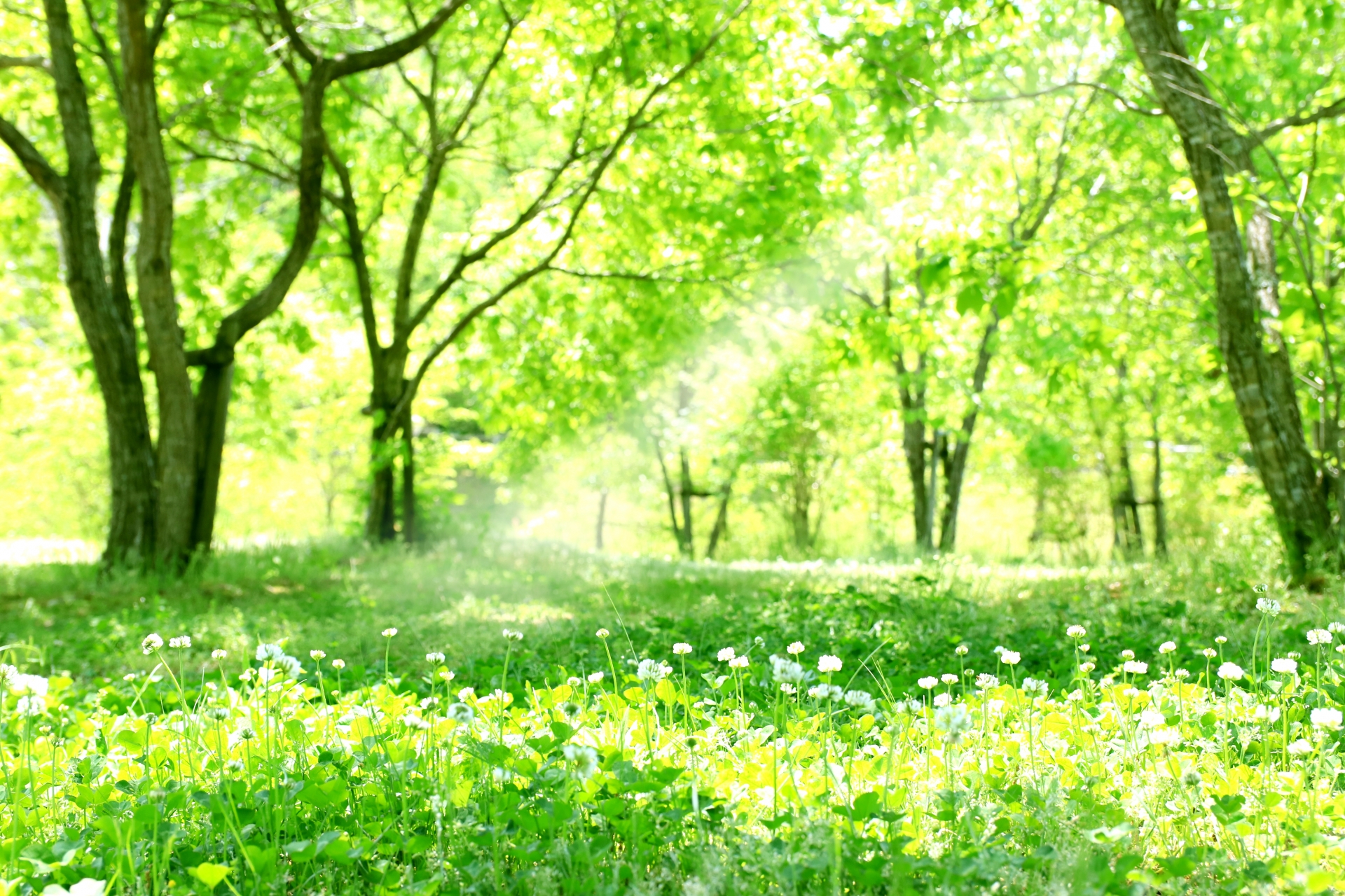 自然を感じる木々のイメージ