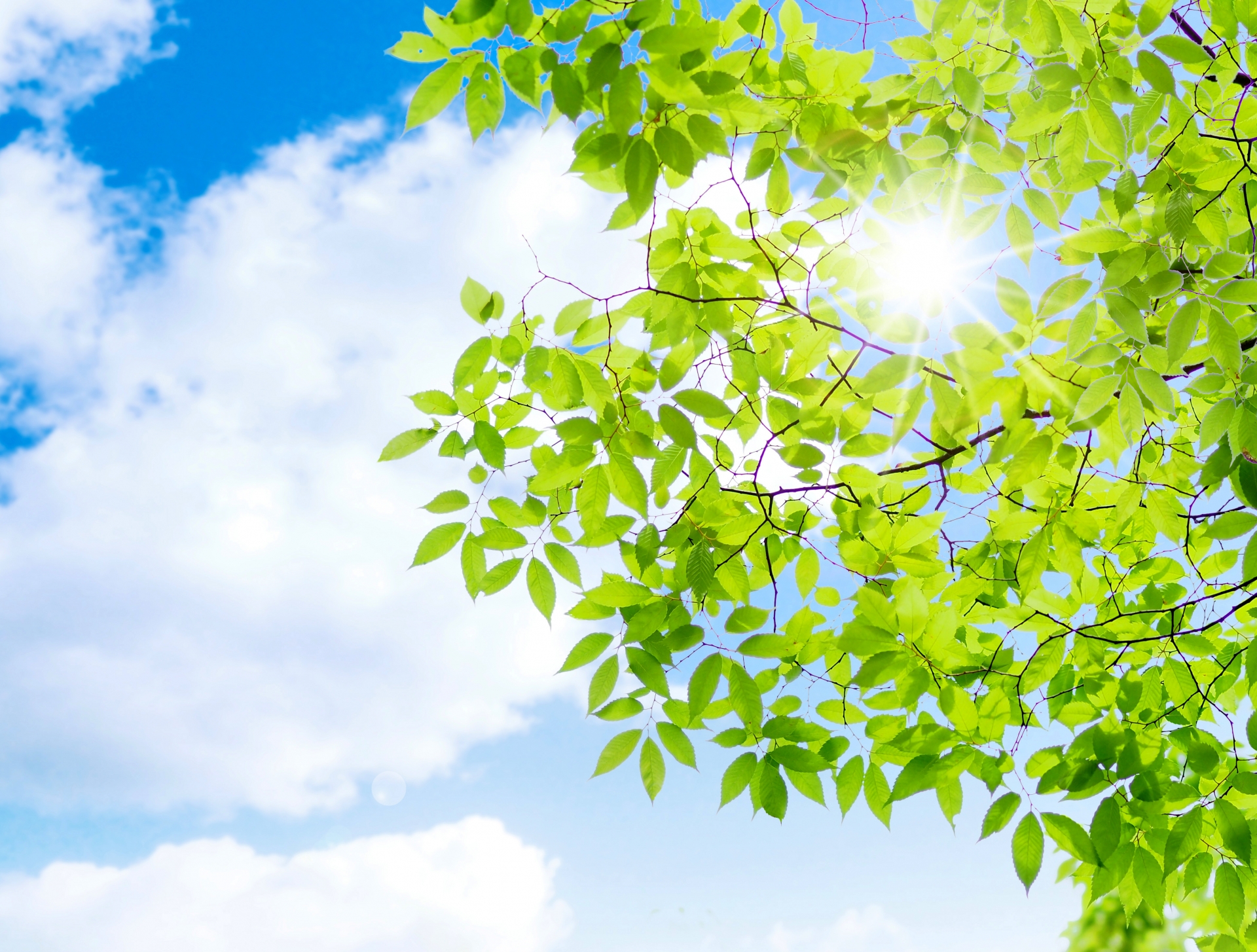 自然を感じる木々のイメージ