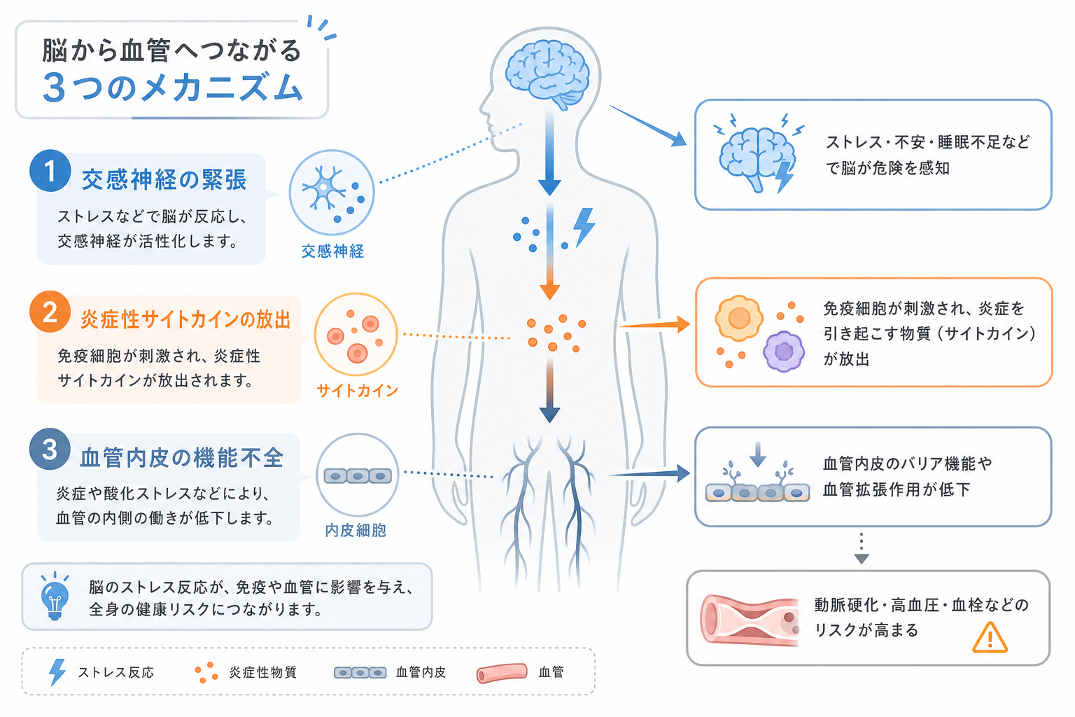 睡眠不足による交感神経の緊張・炎症・血管内皮機能不全のメカニズムを示す図解イラスト
